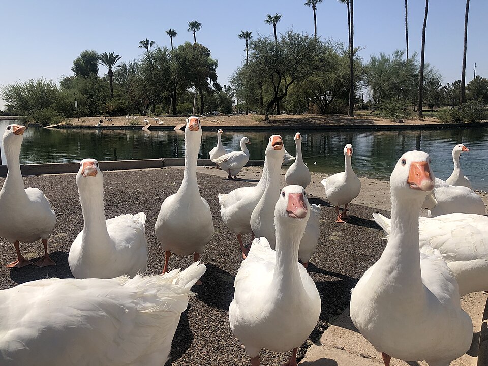 Scottsdale — international and multi-region stores for local businesses