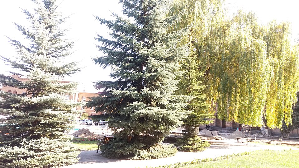 Vanadzor — local market for subscription and membership platforms