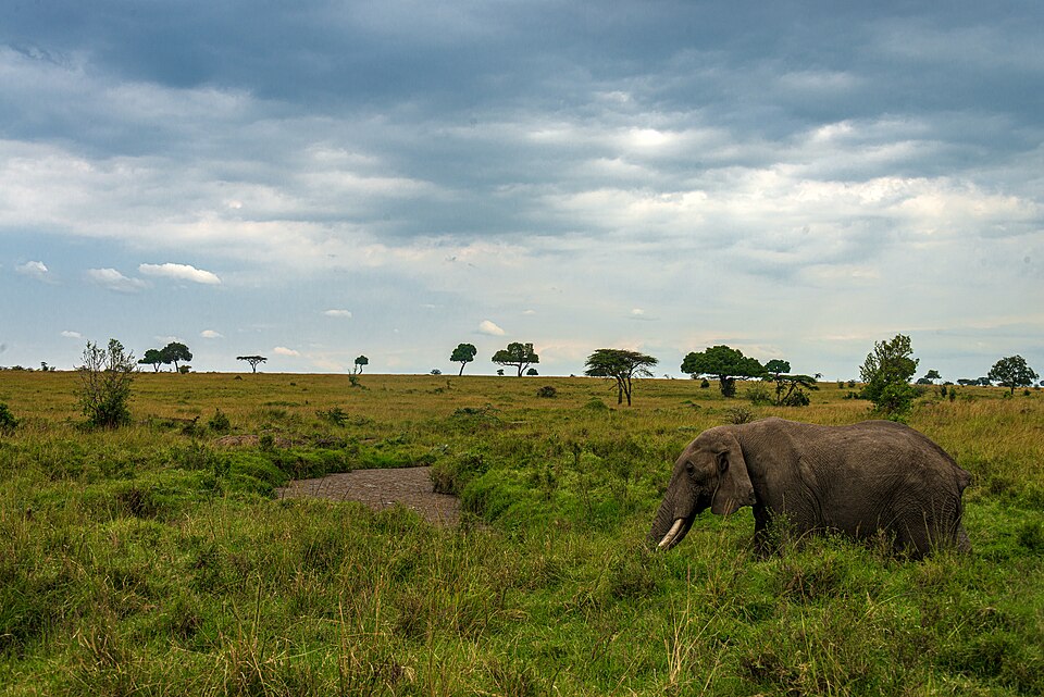 Kenya — mobile commerce apps for local businesses