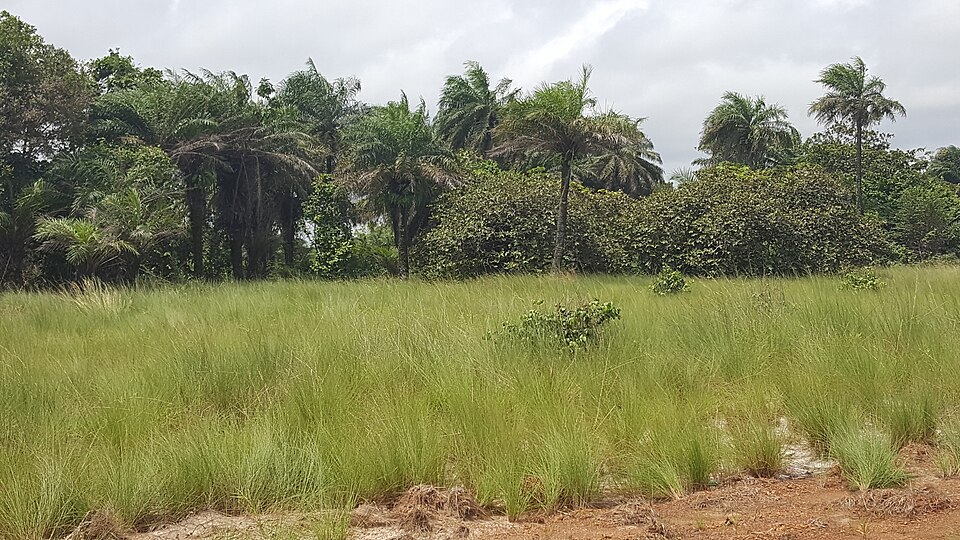 Liberia — manufacturer and distributor portals for local businesses