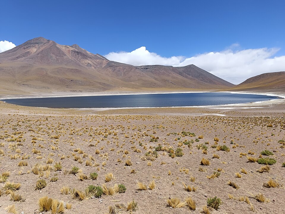 Antofagasta — local market for service booking platforms