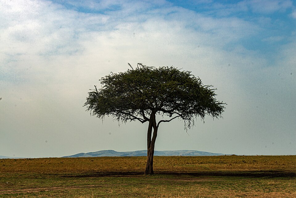 Kenya — B2B and wholesale portals for local businesses