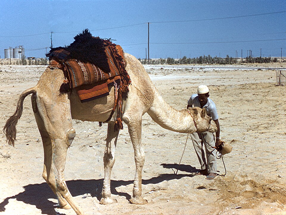 Dhahran — multi-vendor marketplaces for local businesses