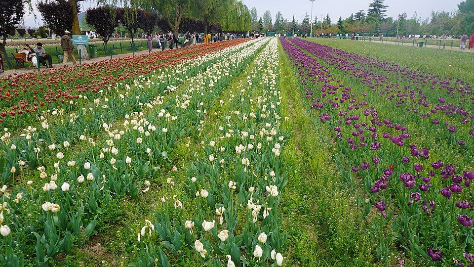 Srinagar — local market for international and multi-region stores