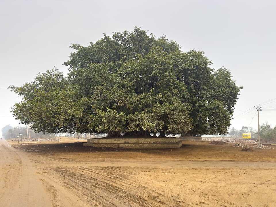 Sangrur — local market for multi-vendor marketplaces