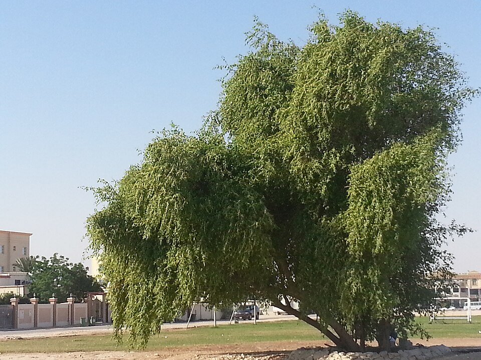 Al Rayyan — multi-vendor marketplaces for local businesses
