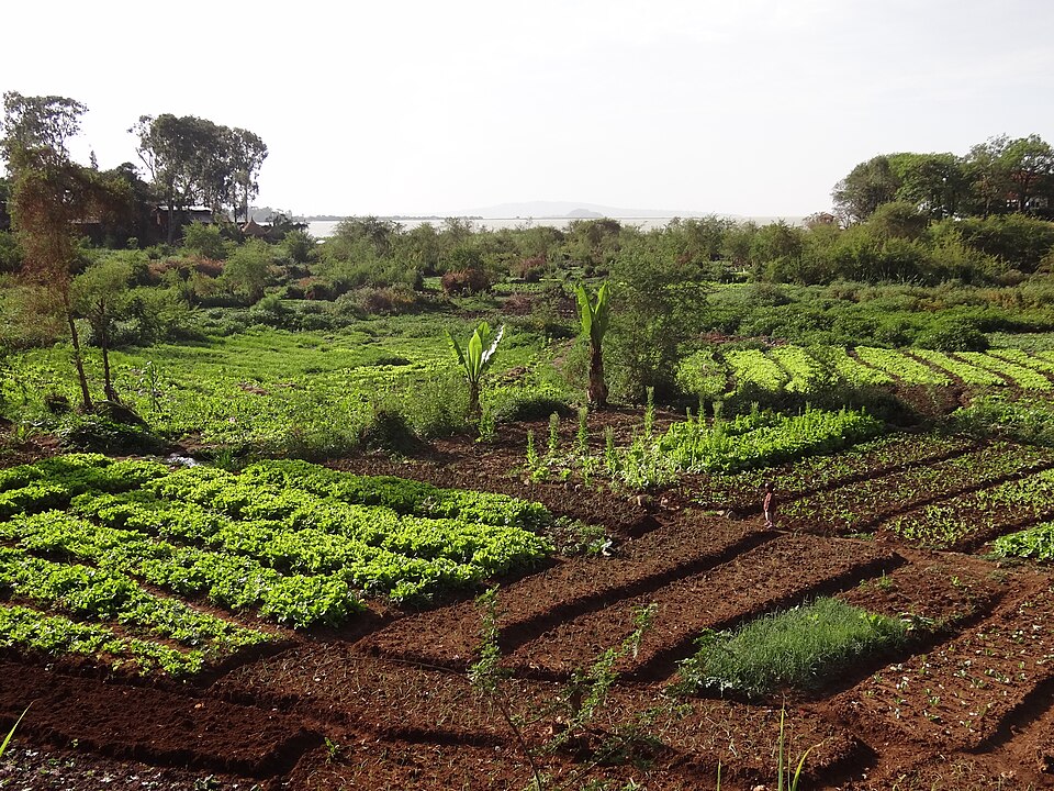 Bahir Dar — B2B and wholesale portals for local businesses