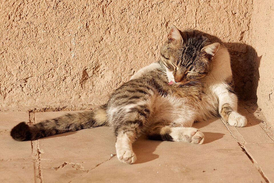 Marrakech — B2B and wholesale portals for local businesses