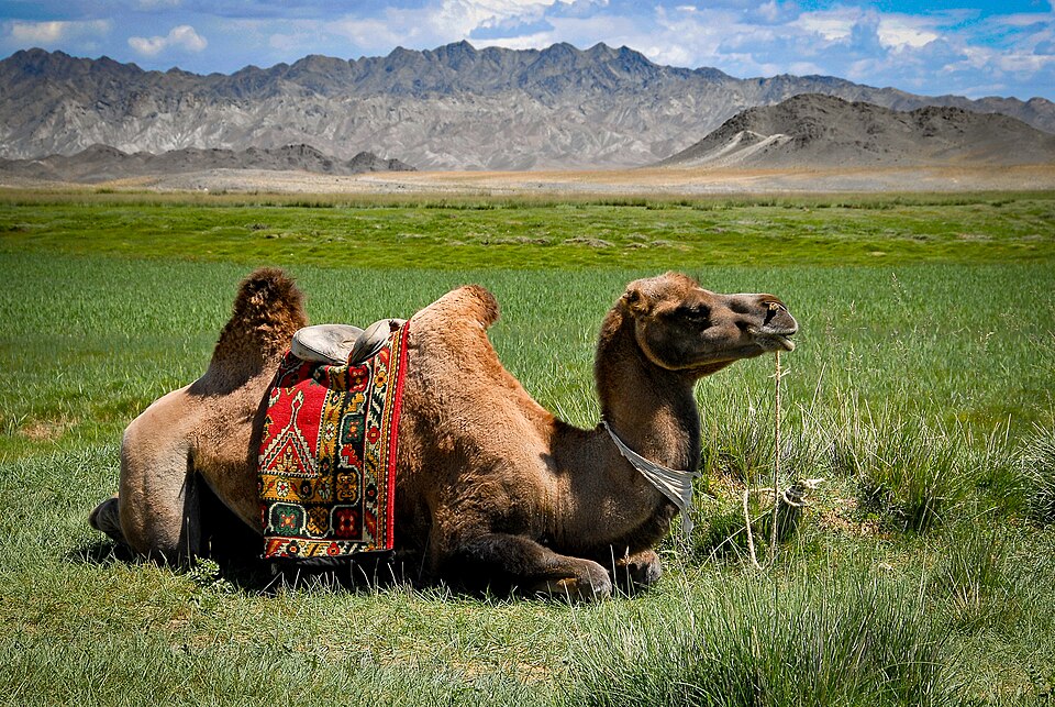 Mongolia — service booking platforms for local businesses
