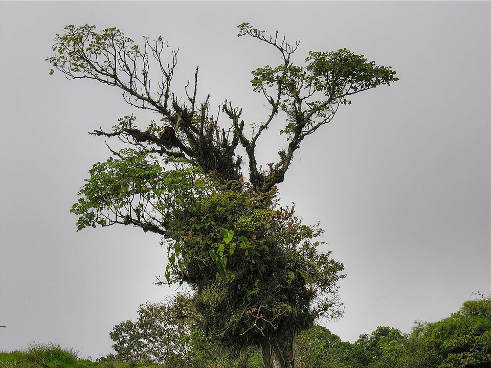 Costa Rica — B2B and wholesale portals for local businesses