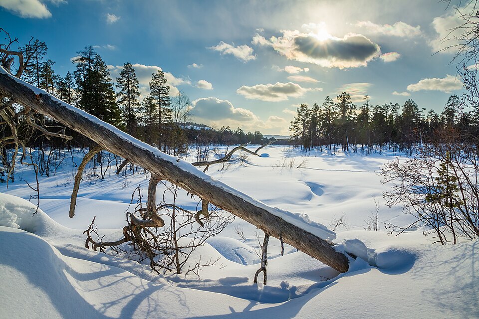Finland — service booking platforms for local businesses