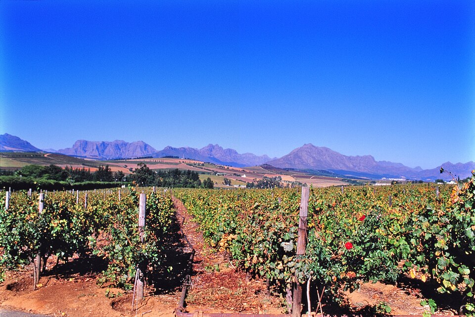 Stellenbosch — B2B and wholesale portals for local businesses