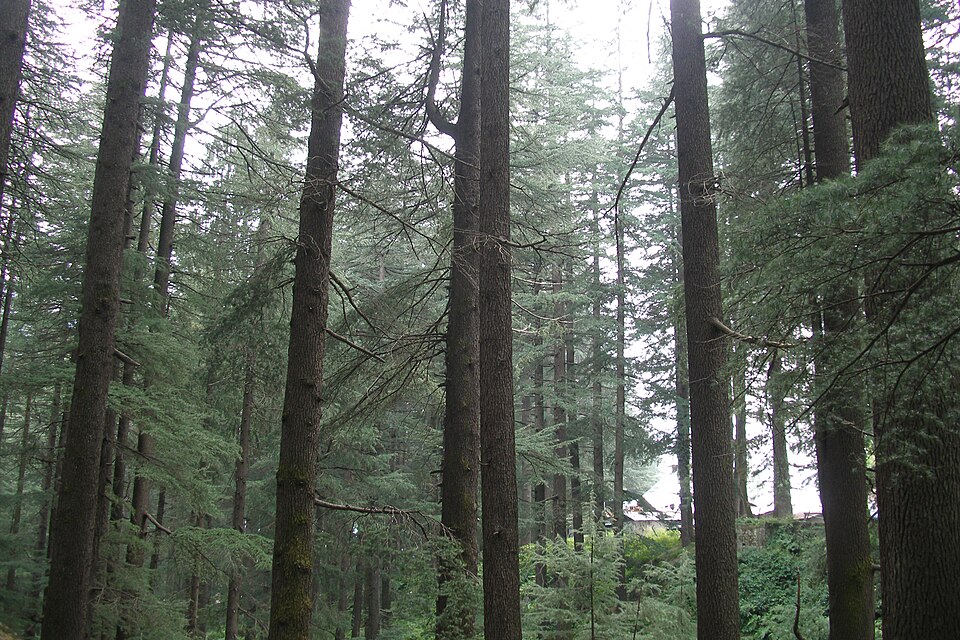 Manali — service booking platforms for local businesses