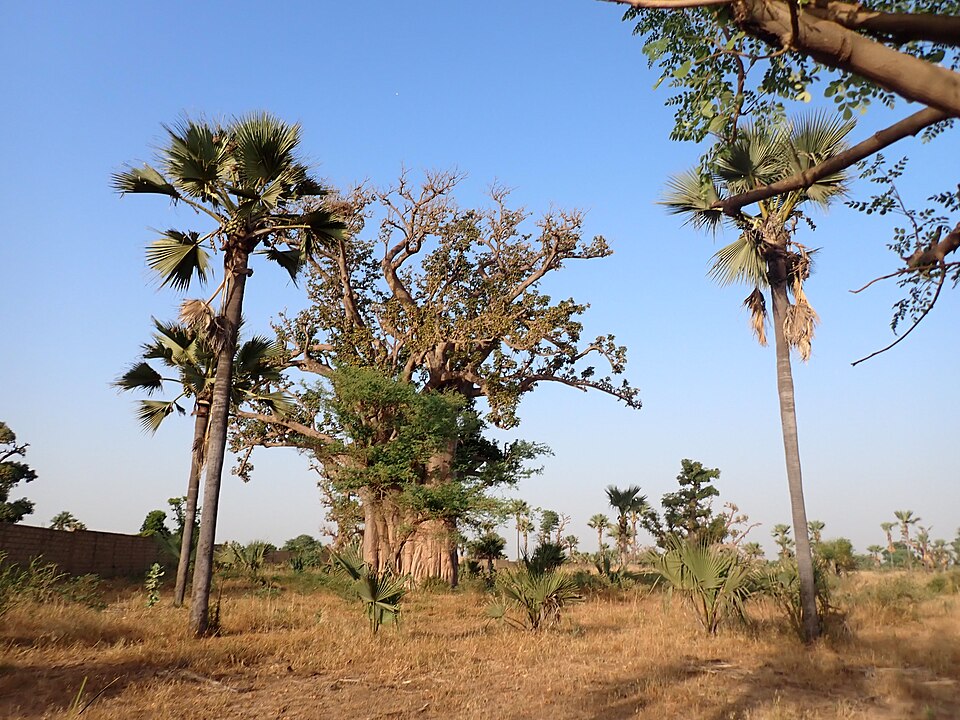 Senegal — local market for mobile commerce apps