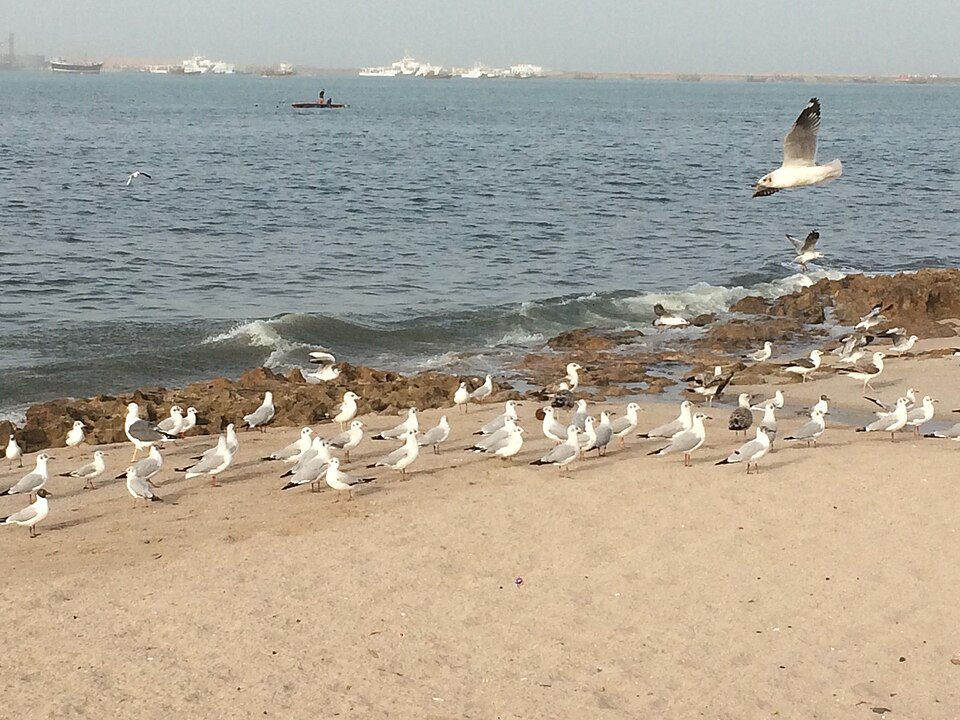 Porbandar — online stores for local businesses