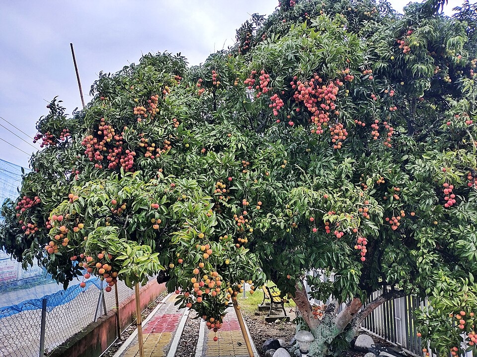 Tezpur — local market for service booking platforms