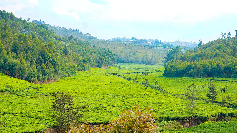 Rwanda — custom e-commerce platforms for local businesses