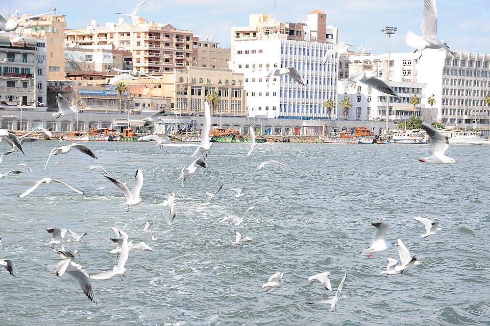 Port Said — international and multi-region stores for local businesses