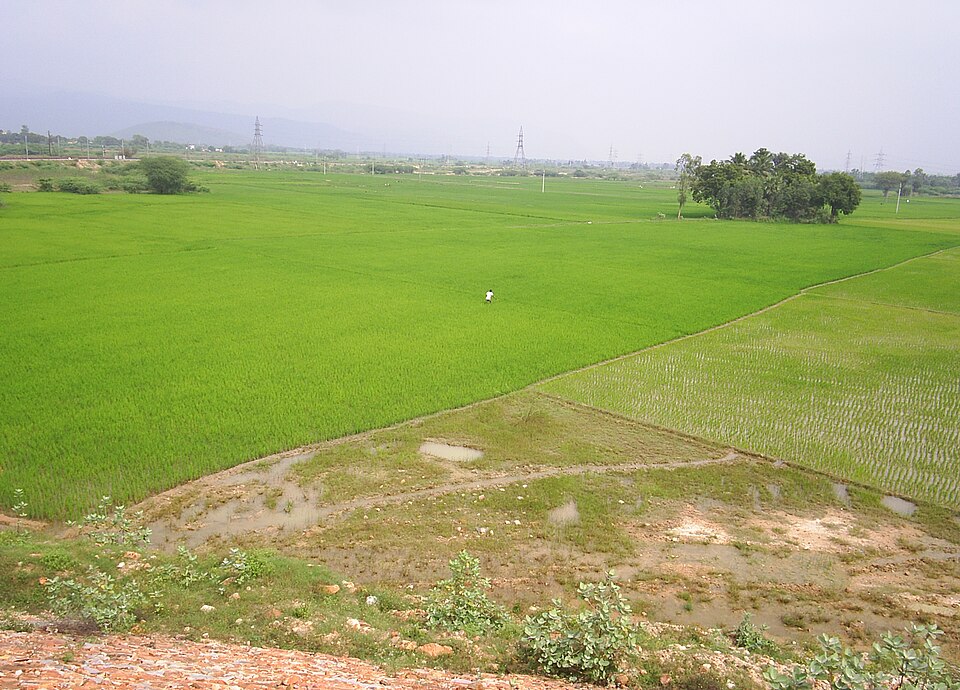 Kadapa — mobile commerce apps for local businesses