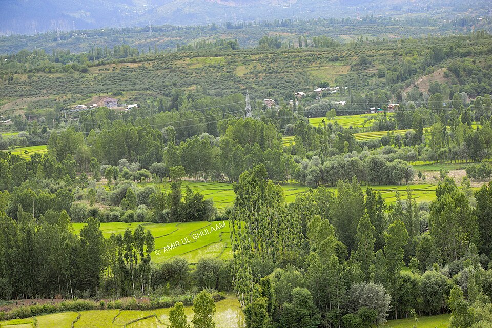 Budgam — local market for multi-vendor marketplaces