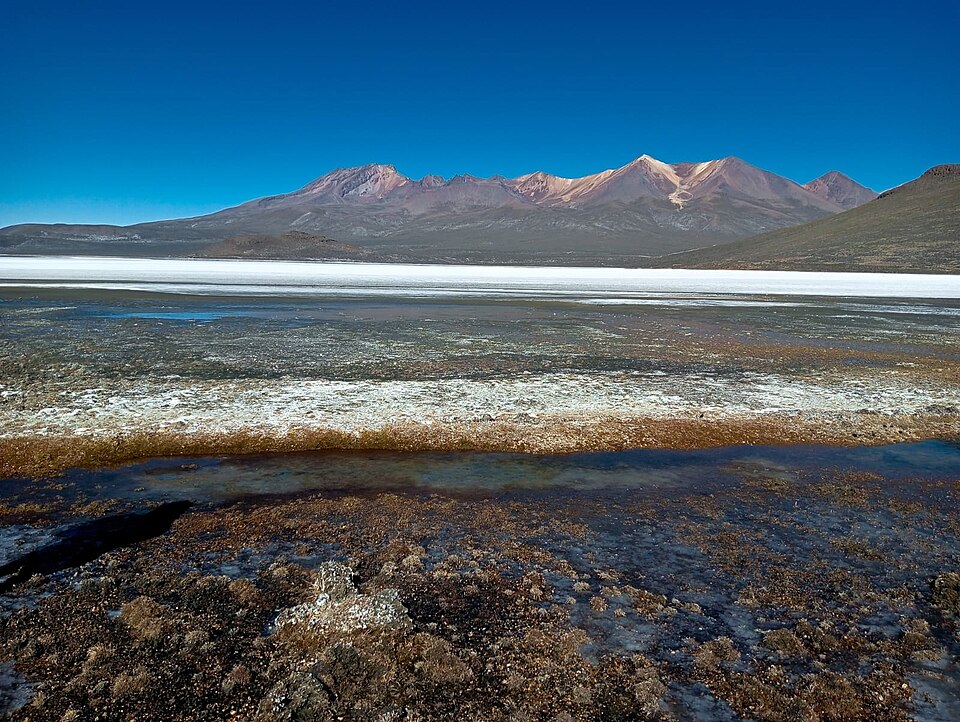 Arequipa — service booking platforms for local businesses