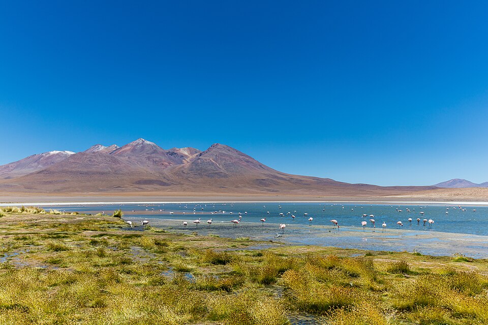 Bolivia — subscription and membership platforms for local businesses