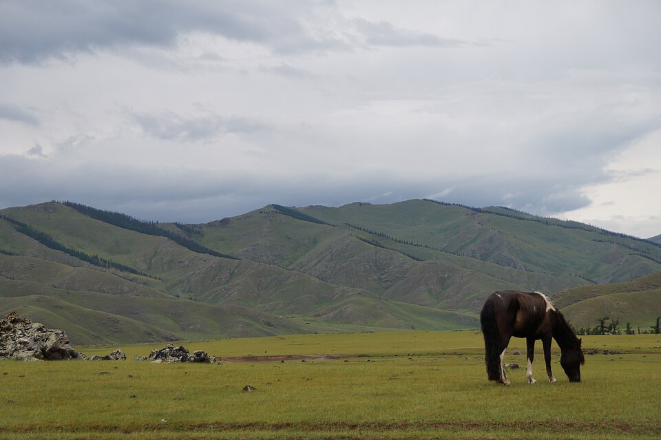 Mongolia — service booking platforms for local businesses