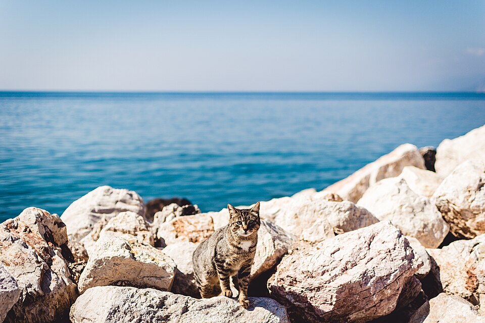 Patras — local market for service booking platforms