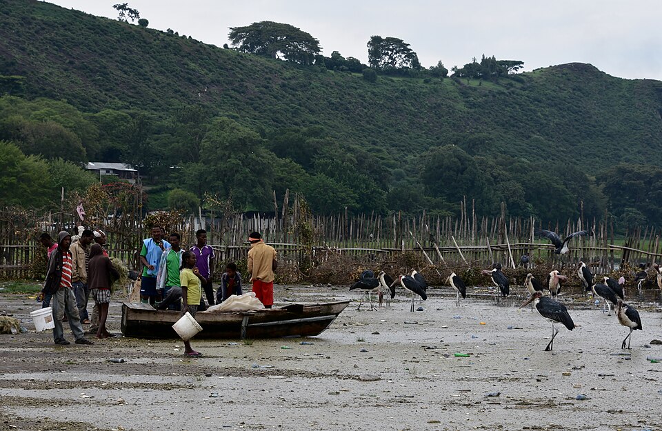 Hawassa — international and multi-region stores for local businesses