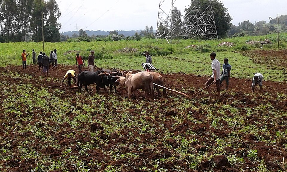 Jimma — local market for B2B and wholesale portals