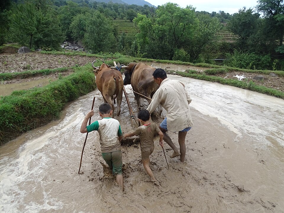 Dharamshala — local market for manufacturer and distributor portals