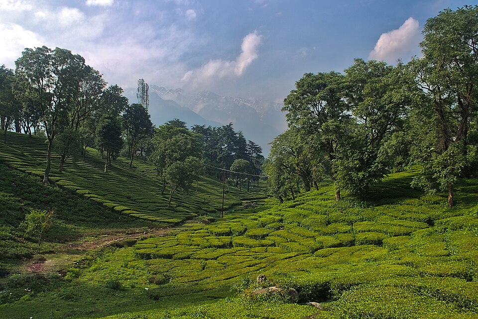 Palampur — local market for B2B and wholesale portals
