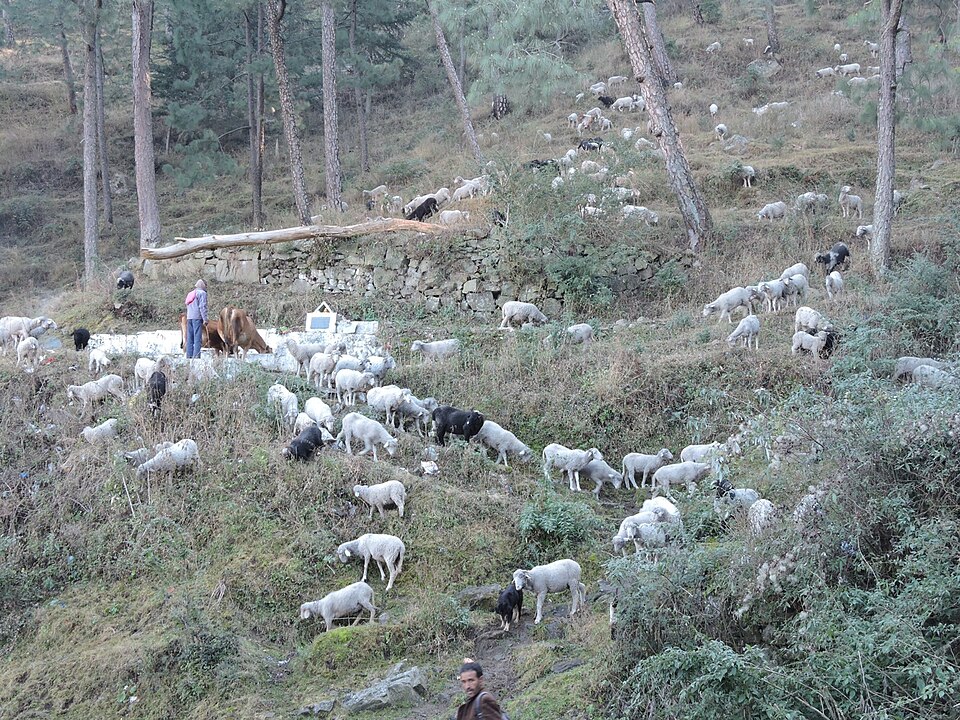 Kasauli — mobile commerce apps for local businesses
