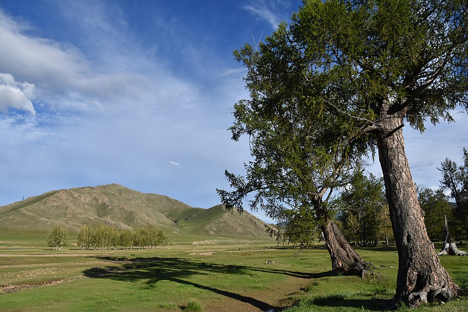 Mongolia — local market for service booking platforms