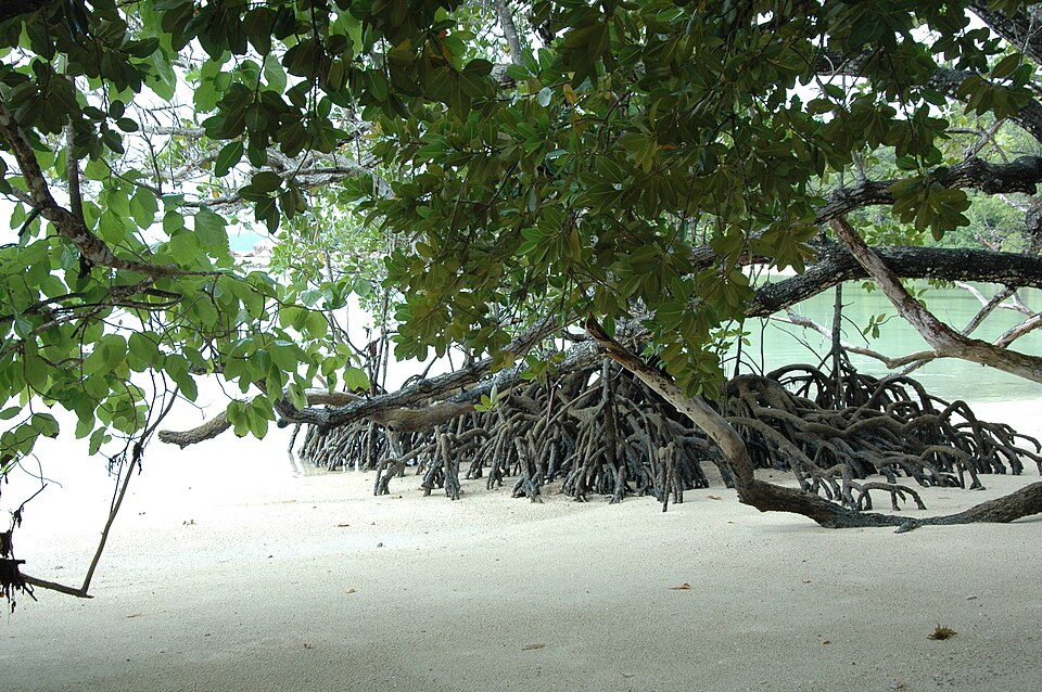 Seychelles — local market for service booking platforms