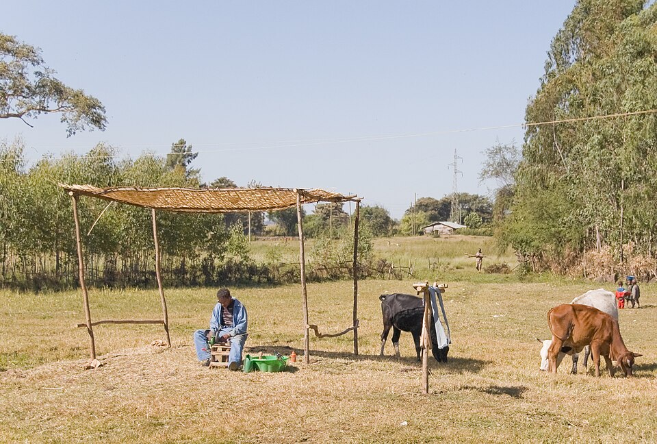 Bahir Dar — multi-vendor marketplaces for local businesses