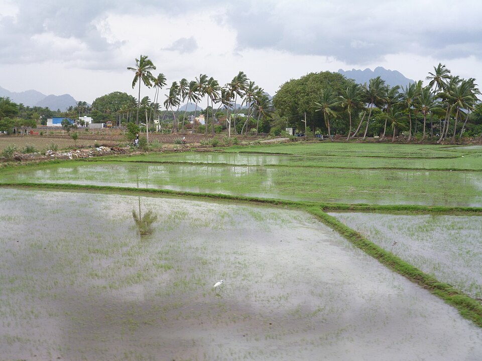 Nagercoil — local market for service booking platforms