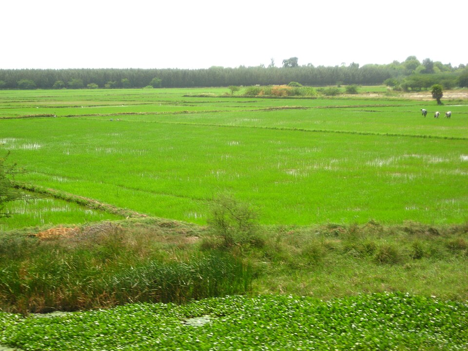 Cuddalore — local market for international and multi-region stores