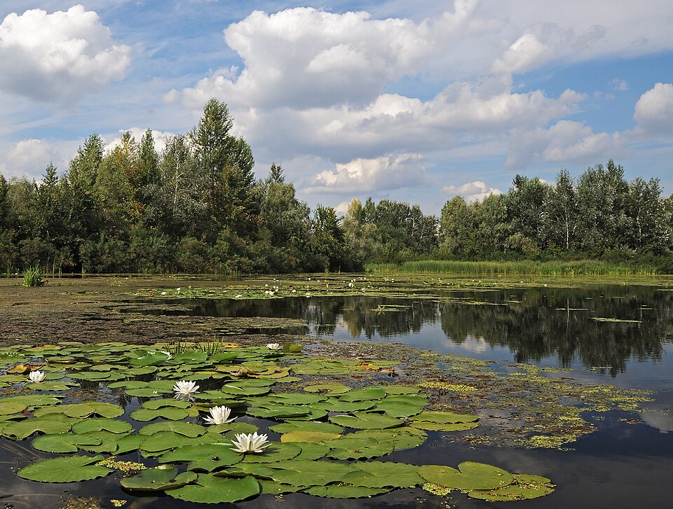 Dnipro — multi-vendor marketplaces for local businesses