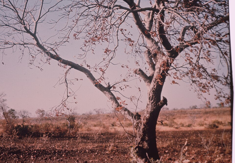 Burkina Faso — local market for B2B and wholesale portals