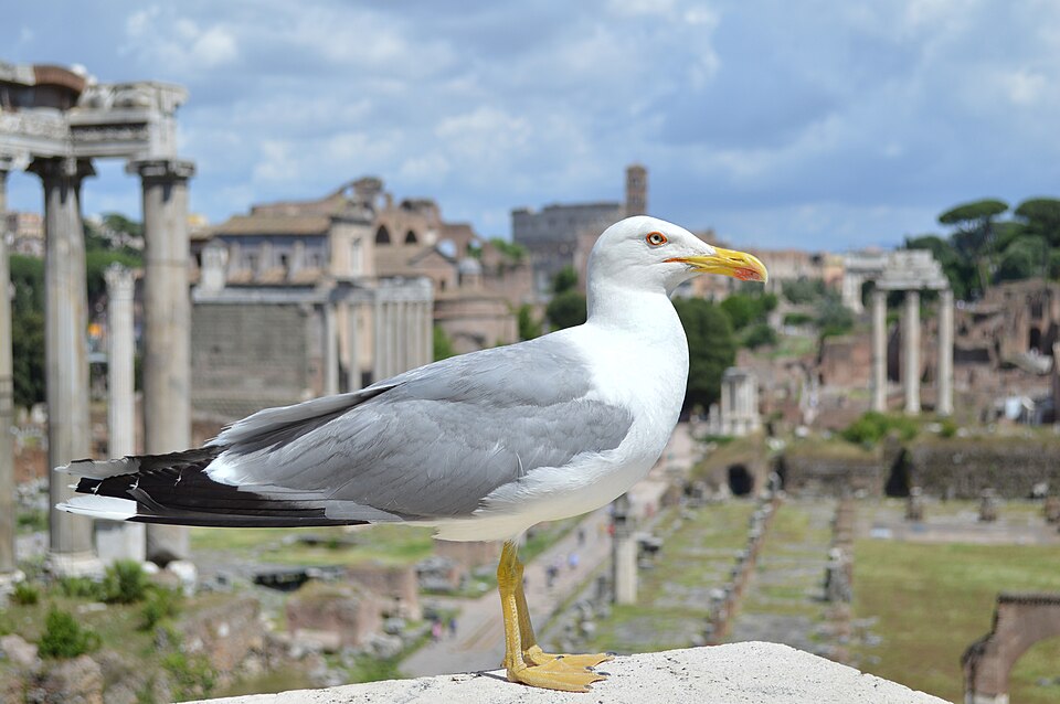 Rome — online stores for local businesses