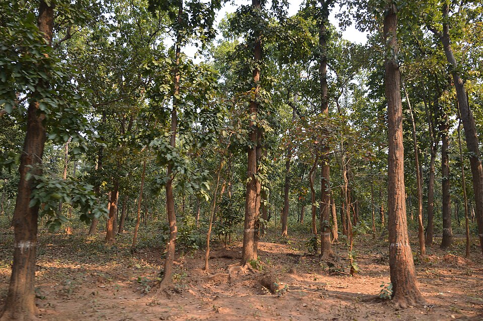 Dhenkanal — online stores for local businesses