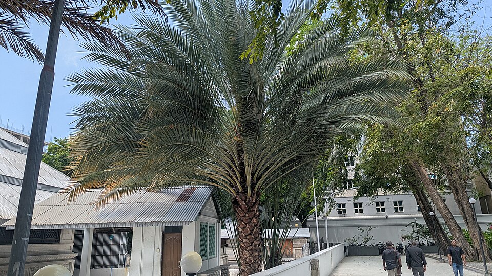 Malé — manufacturer and distributor portals for local businesses