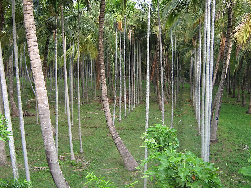 Nagercoil — local market for manufacturer and distributor portals