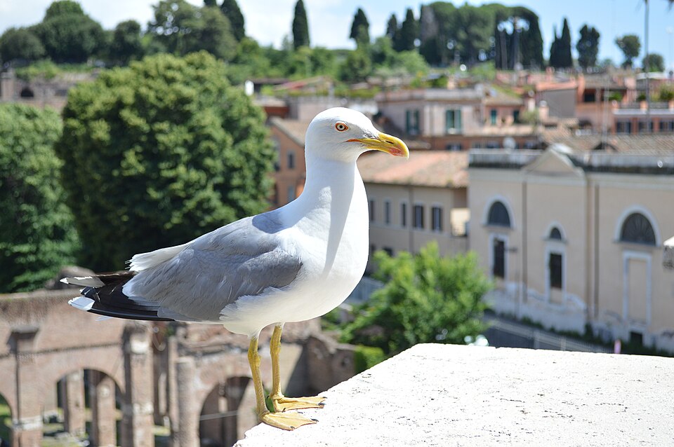 Rome — B2B and wholesale portals for local businesses