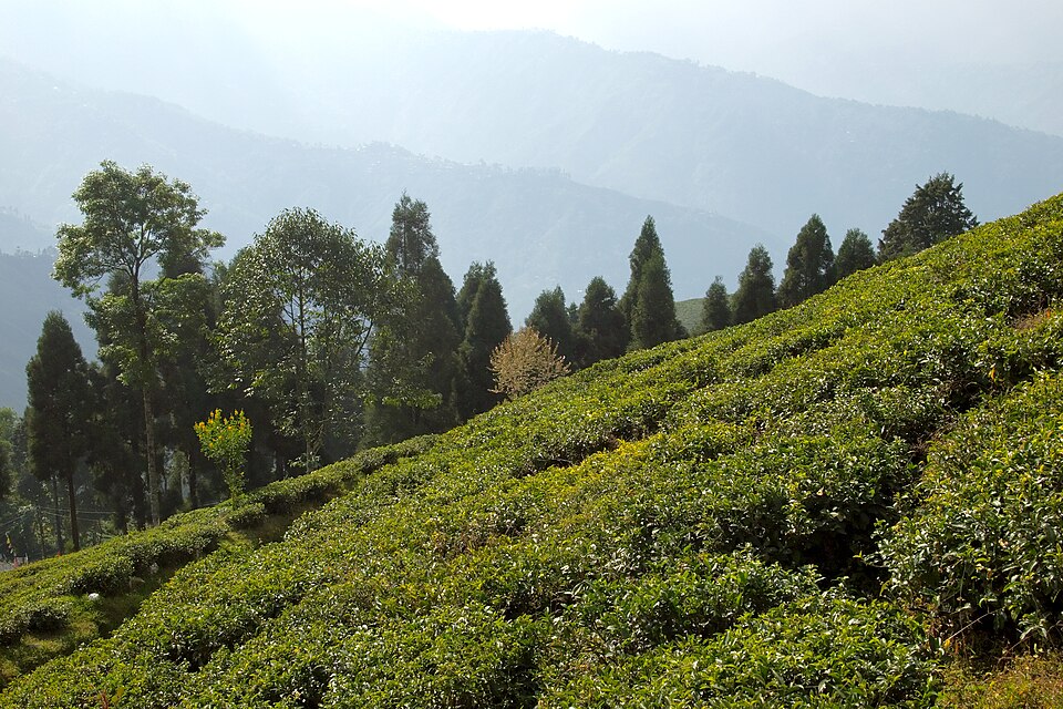 Darjeeling — service booking platforms for local businesses