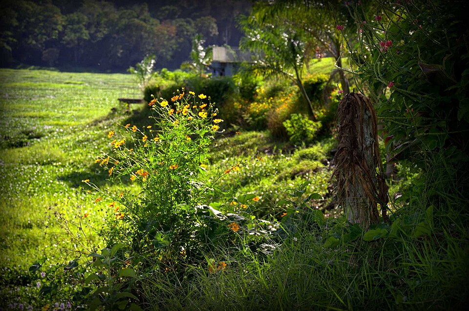 Costa Rica — mobile commerce apps for local businesses