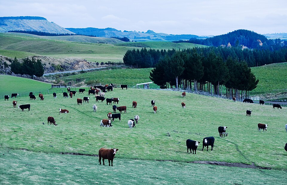 New Zealand — multi-vendor marketplaces for local businesses