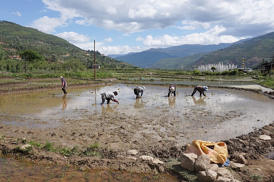 Bhutan — international and multi-region stores for local businesses