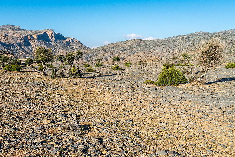 Oman — online stores for local businesses
